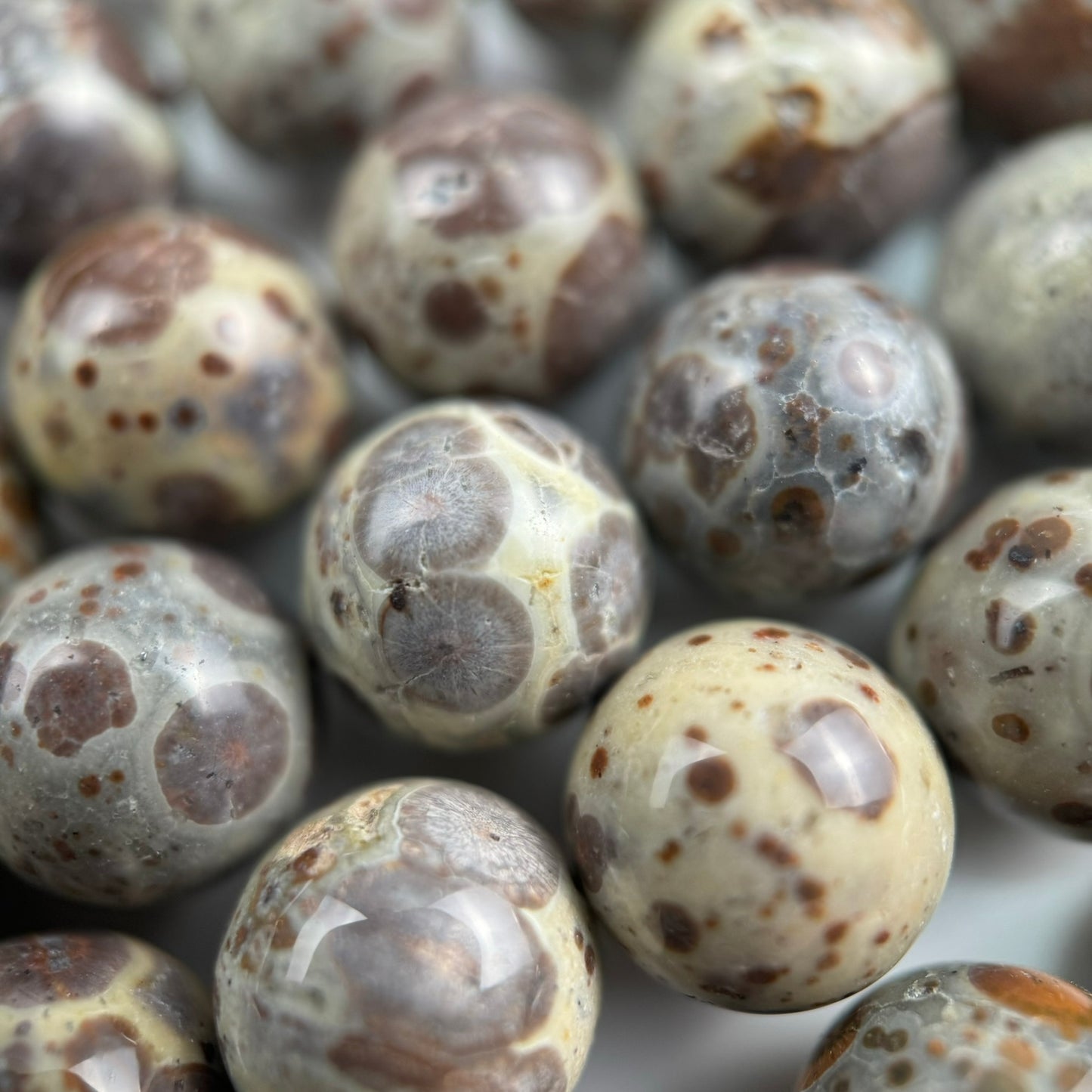 Ocean Fossil Jasper Polished Round Beads image 4