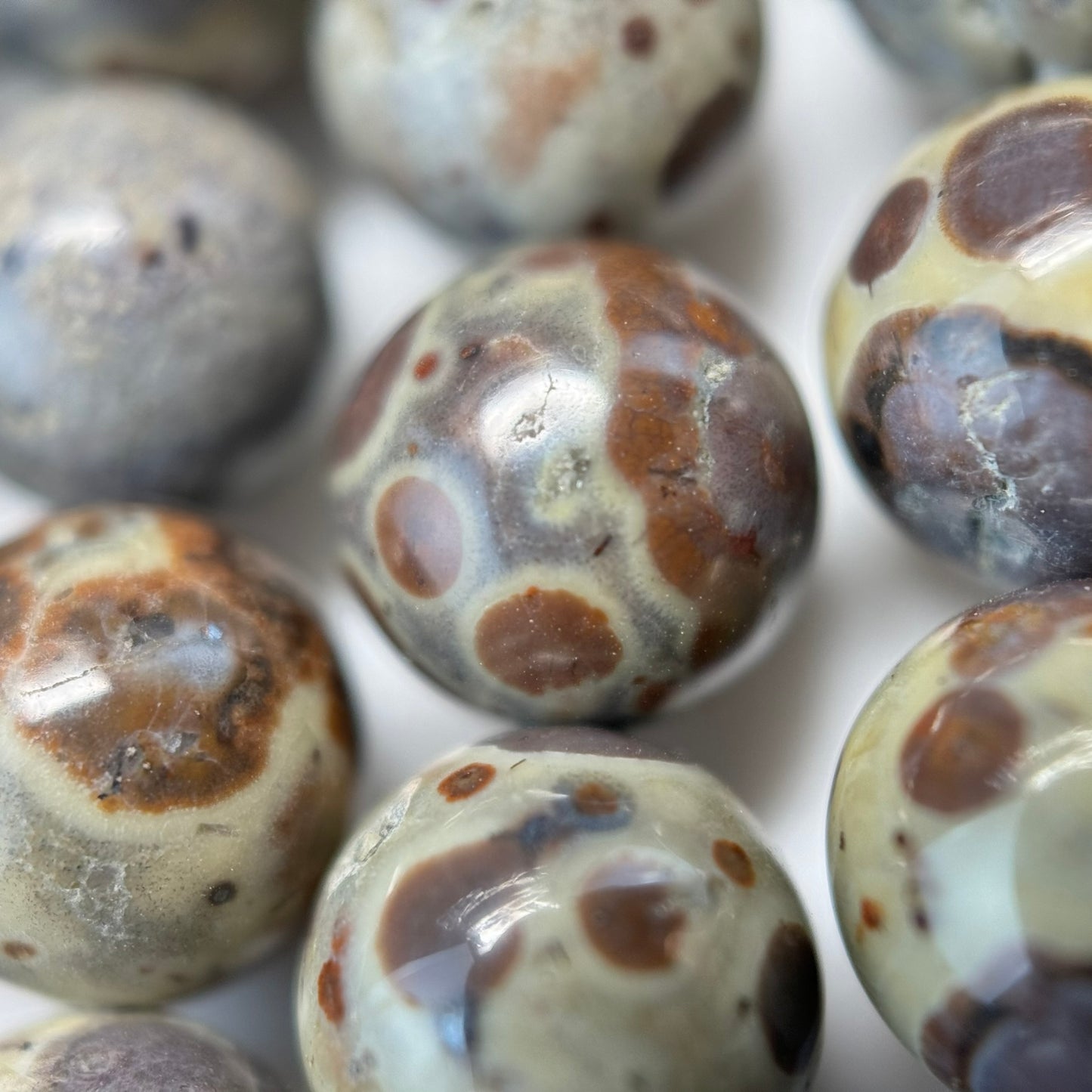Ocean Fossil Jasper Polished Round Beads image 1