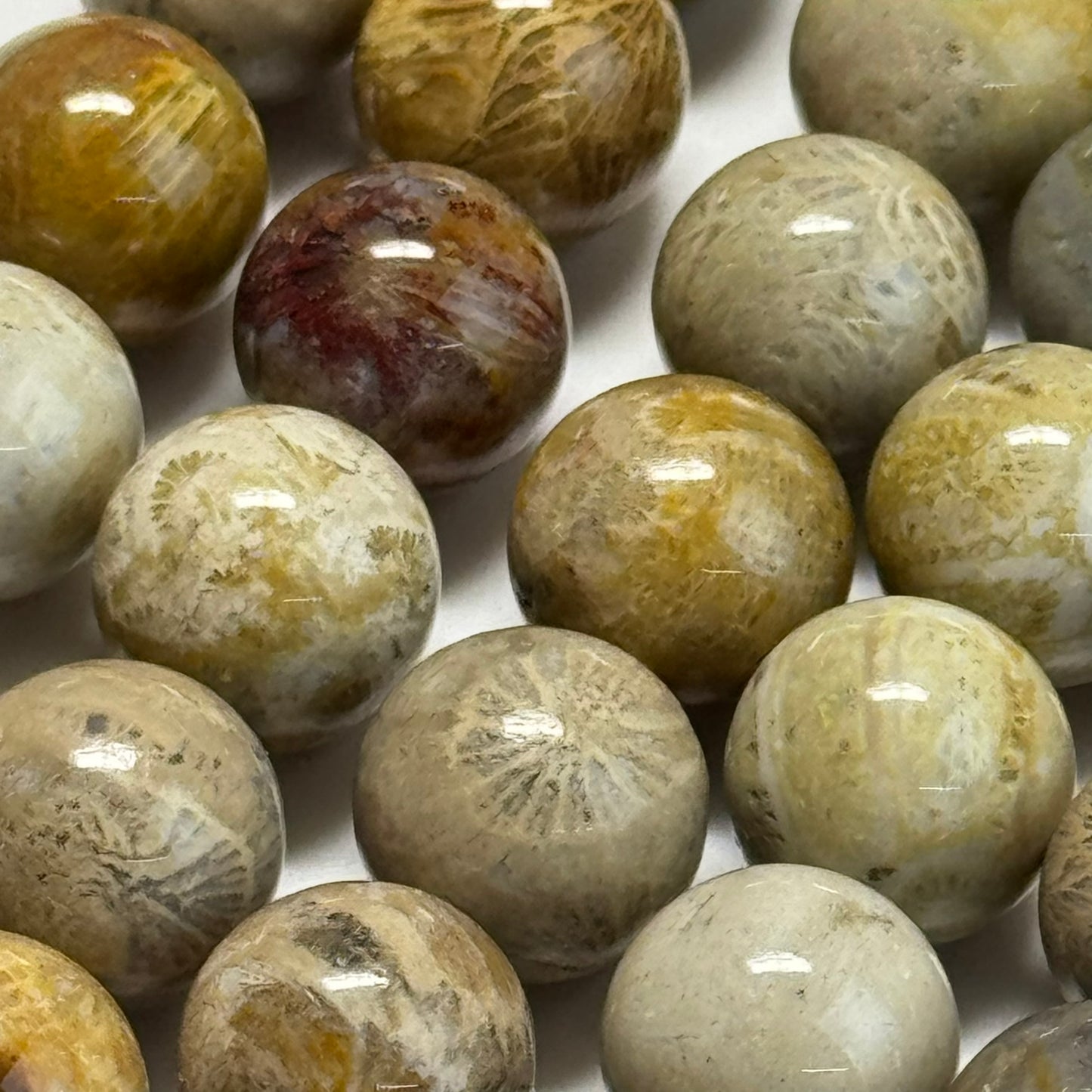 Fossilized Coral Beads - Polished Round Beads