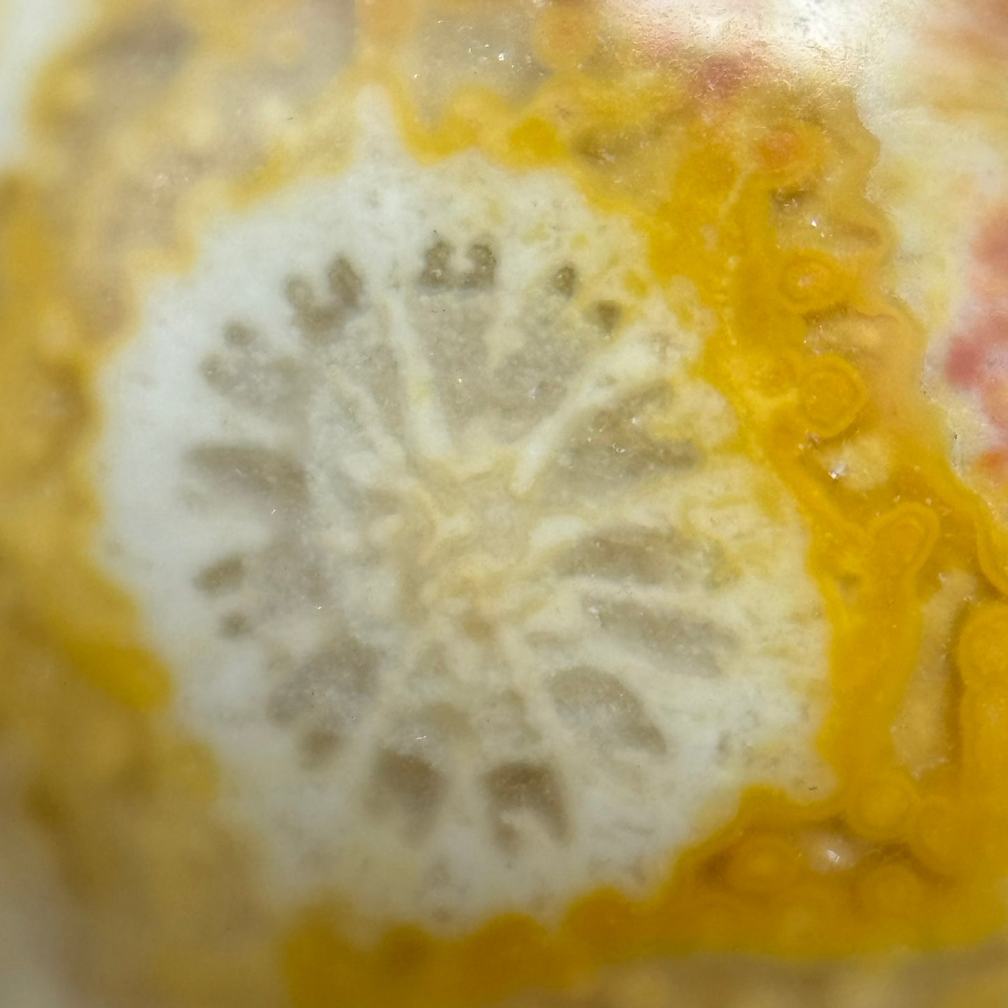 Fossilized Coral Polished Roudn Beads image 14