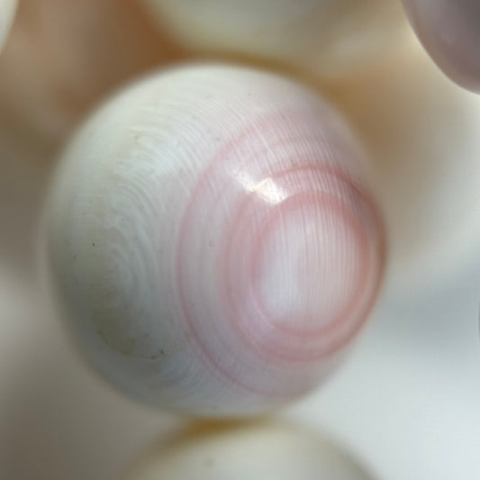Pink Shell Polished Round Beads image 7
