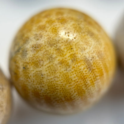 Fossilized Coral Polished Roudn Beads image 8