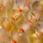 Sunstone Space Ship Beads image 1