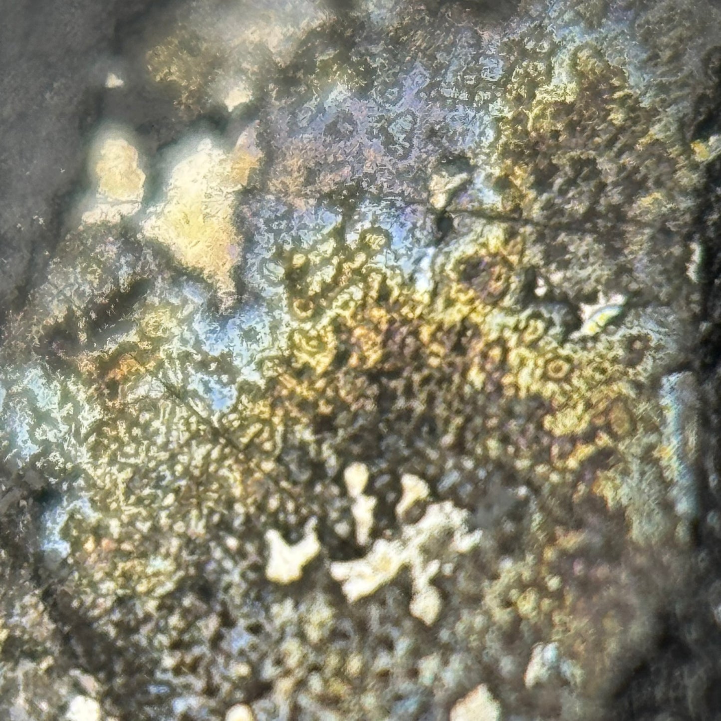 Natural Silver Cabochon – Double-Sided Polished from Cobalt, Ontario