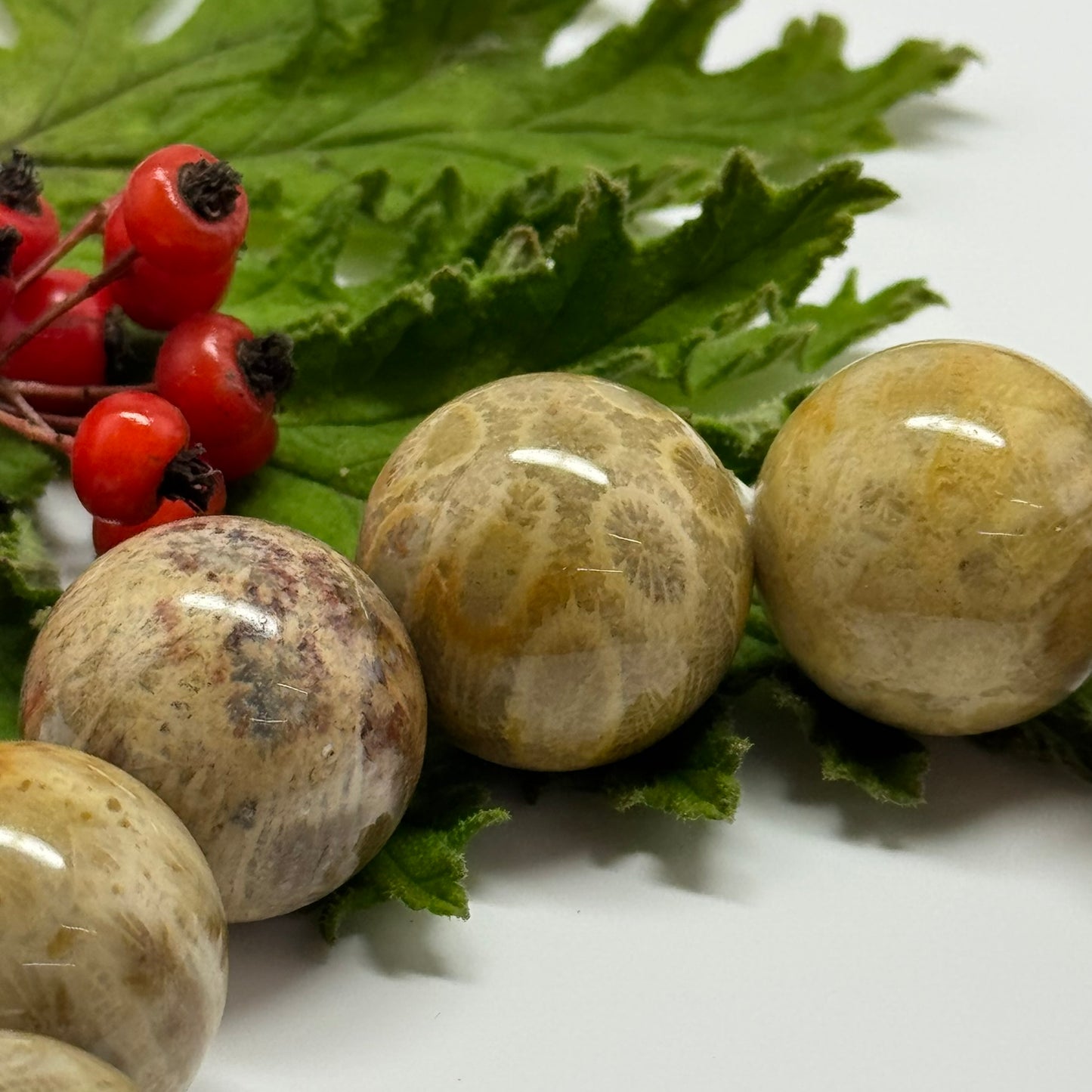 Bracelet: Fossilized Coral Bracelet