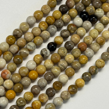 Fossilized Coral Beads - Polished Round Beads