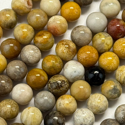 Fossilized Coral Beads - Polished Round Beads