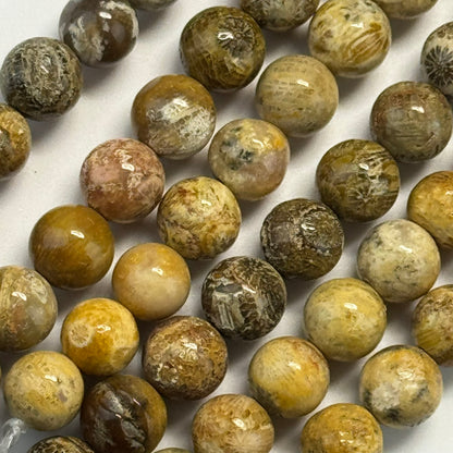 Fossilized Coral Beads - Polished Round Beads