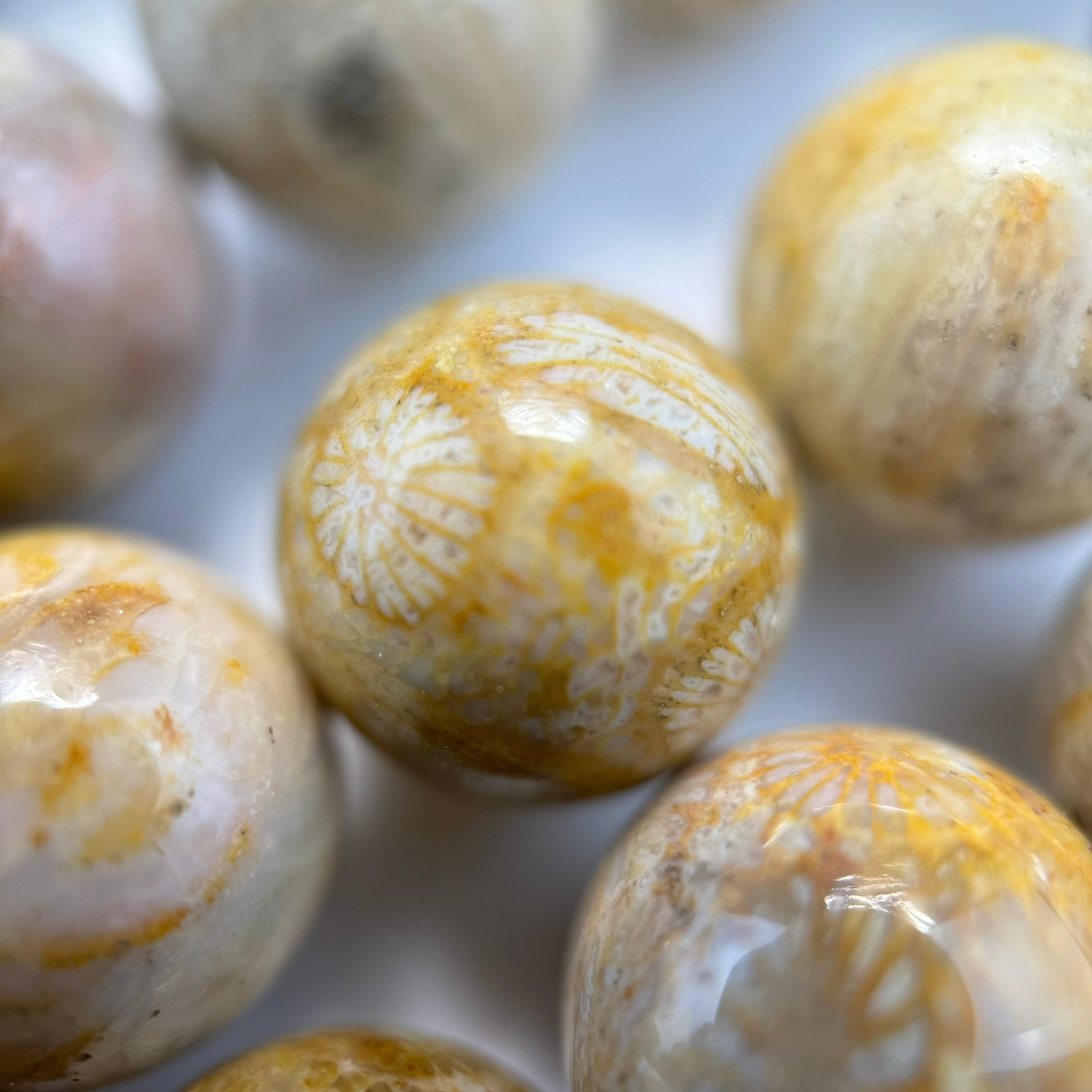 Fossilized Coral Polished Roudn Beads image 11